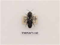 藏品(叩頭蟲(2))的圖片